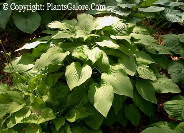 Types Of Hostas