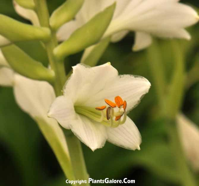 Hosta Little Jay