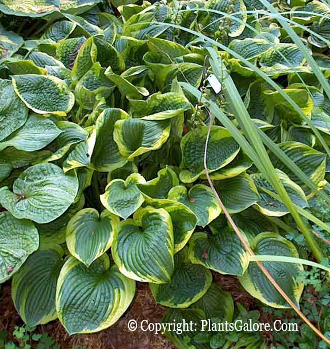 Mayan Moon Hosta