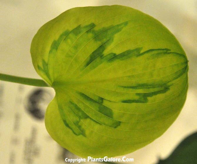 Hosta 'Tattoo' from The Hosta Helper Presented by