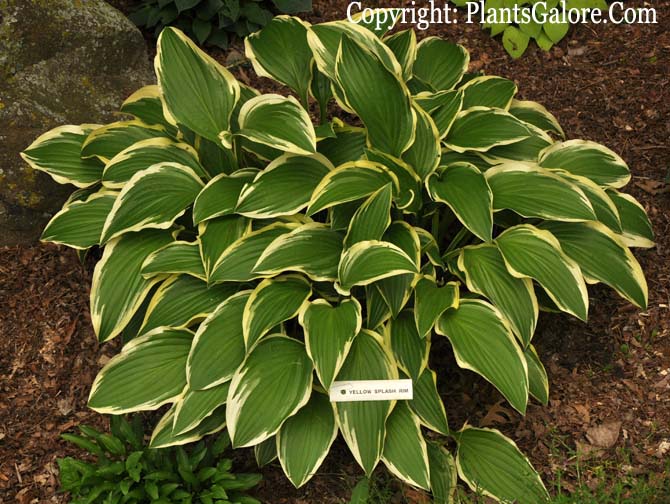 Hosta 'yellow Splash Rim' From The Hosta Helper - Presented By 