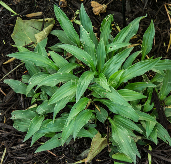 Species - Hosta gracillima from The Hosta Helper - Presented by