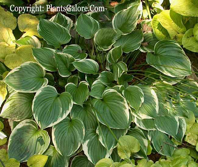 Hosta Ventricosa