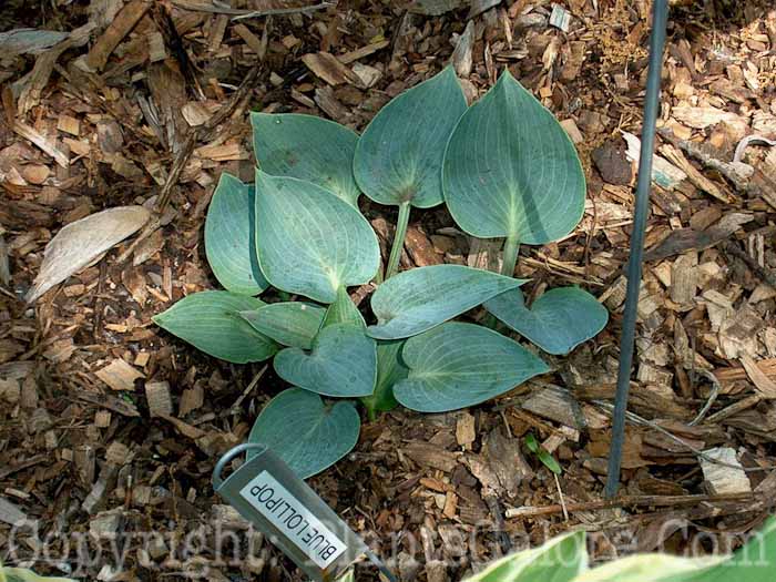 Hosta_Blue_Lollipop_010473