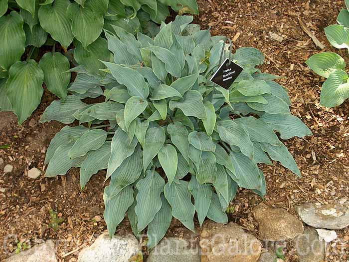 Hosta_Blue-Sliver-010376