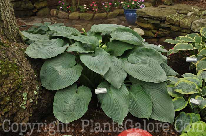 Hosta_Bodacious_Blue_AHS-6-24-2011-001