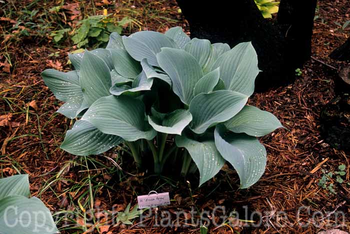 Hosta_Krossa-Regal-P04