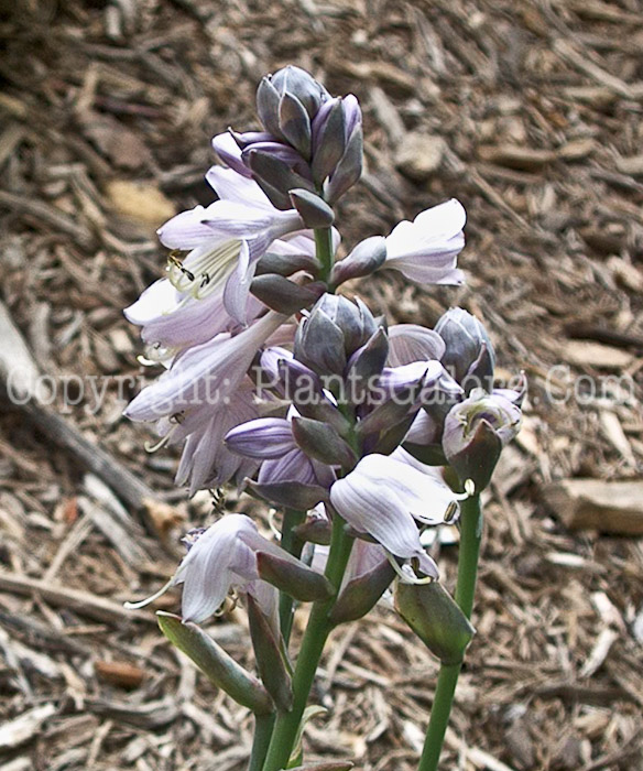 Hosta_Carnival-flower