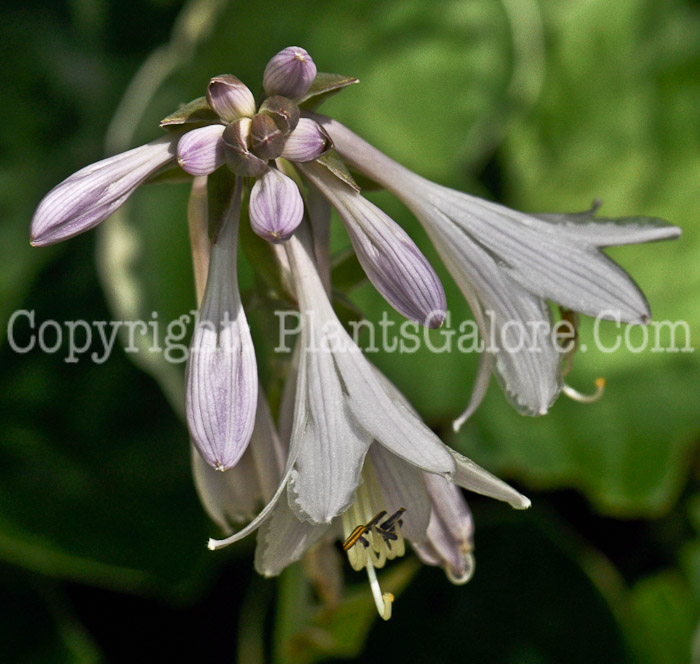 Hosta_Christmas_Tree-07-2012-1-2