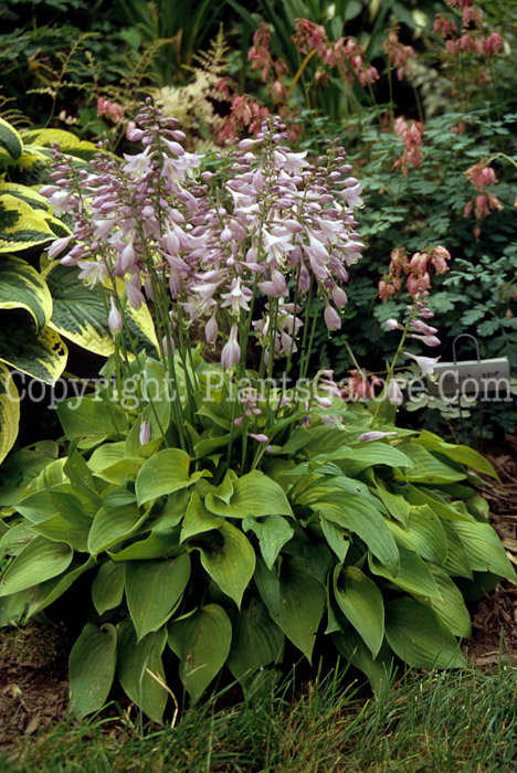 Hosta_Gold_Drop_01_Olde