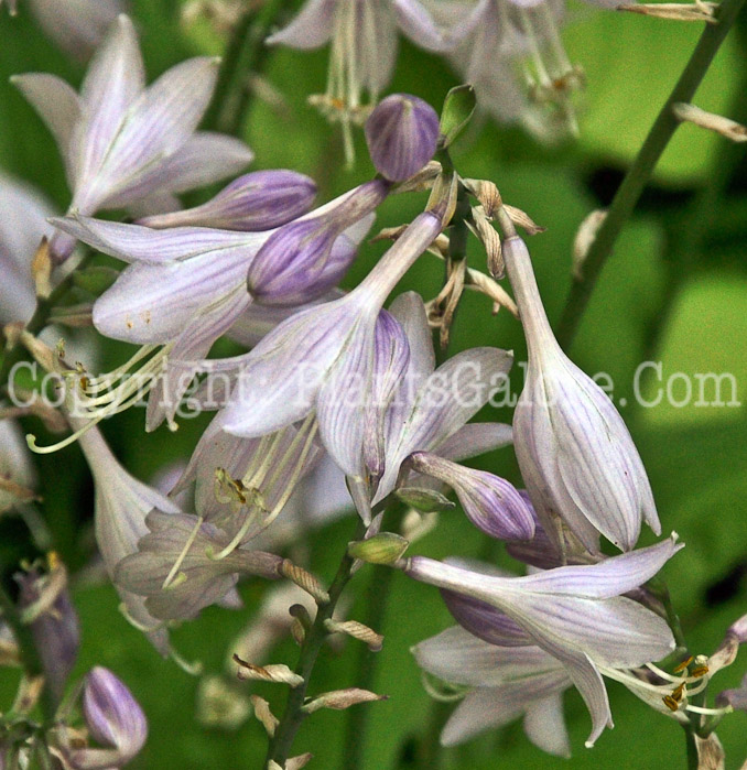 Hosta_Gold_Drop-HLG-2011-02