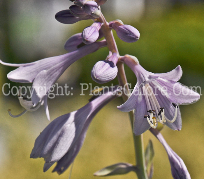 Hosta_Krossa_Regal-2012-1