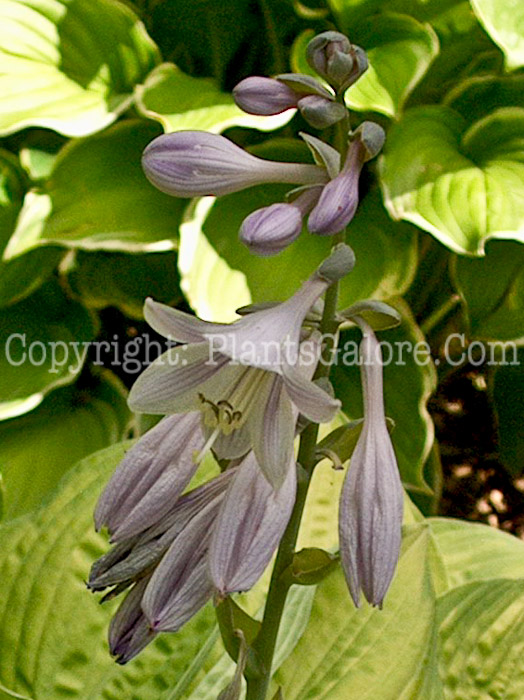 Hosta_Rascal-flower-2009