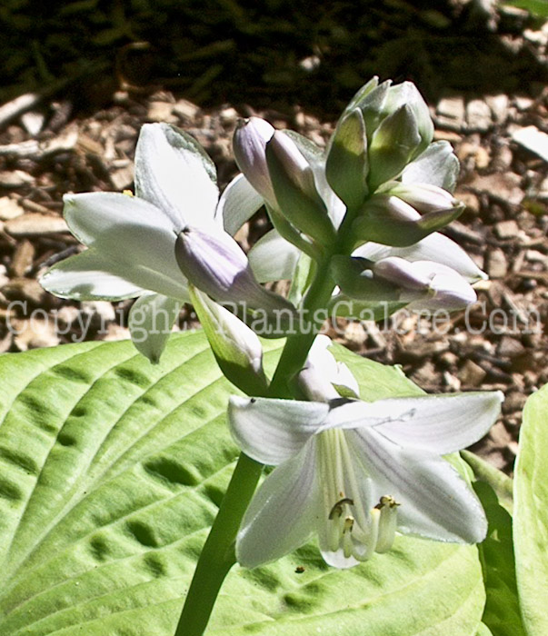 Hosta_August_Moon-flower-2009