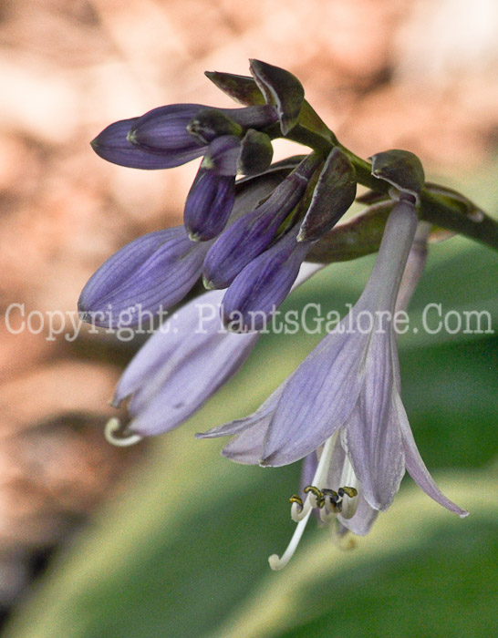 Hosta_Bedazzled-MSU-2011-001