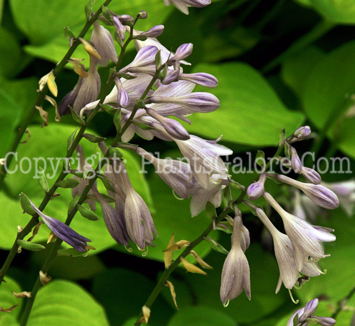 Hosta_Birchwood_Parkys_Gold-HLG-2011-07