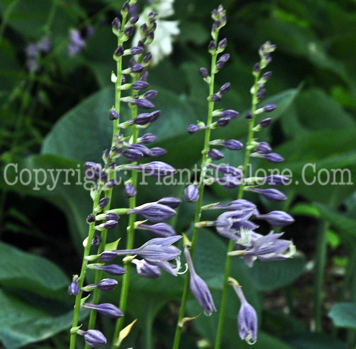 Hosta_Borsch_3-HLG-2011-07