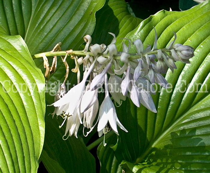 Hosta_Butternut-Hills-flower-02