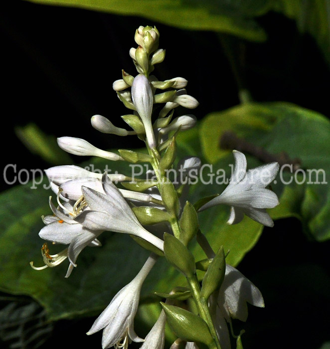 Hosta_Candle_Wax-HLG-2011-07