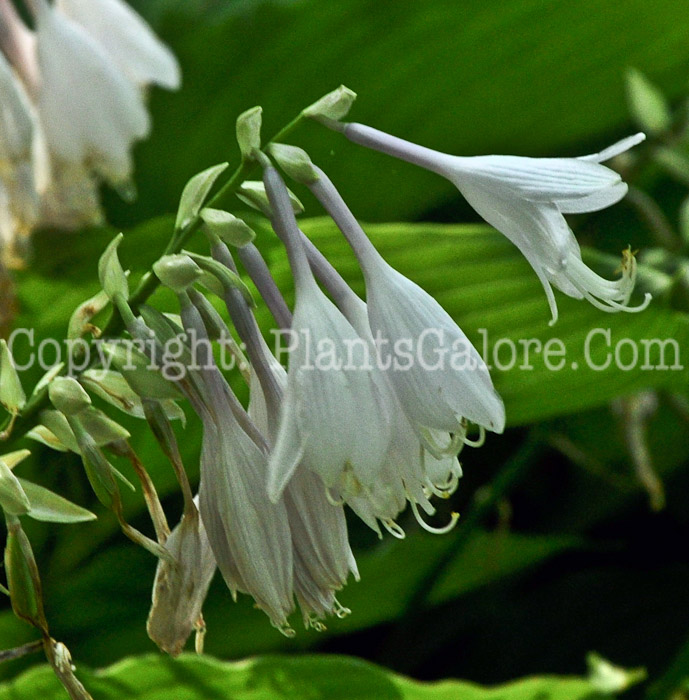 Hosta_Cynthia-HLG-2011-07