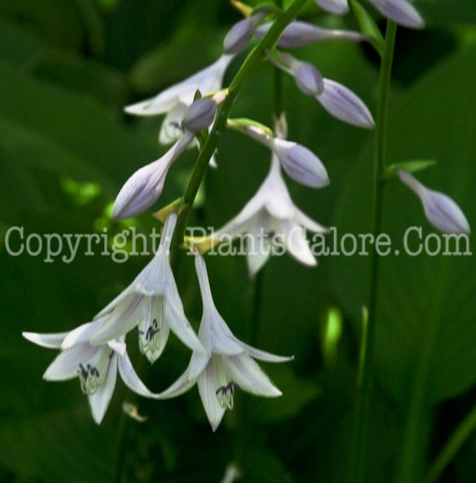 Hosta_Elata-HLG-2011-07F