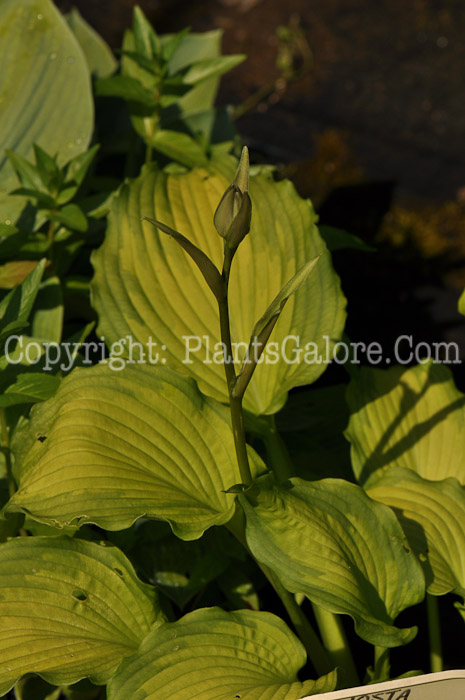 Hosta_Emerald-Ruff-Cut-2-2010-Wades