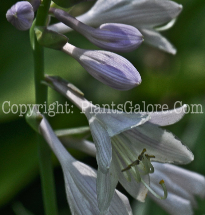 Hosta_Fringe_Benefit-07-2012-1