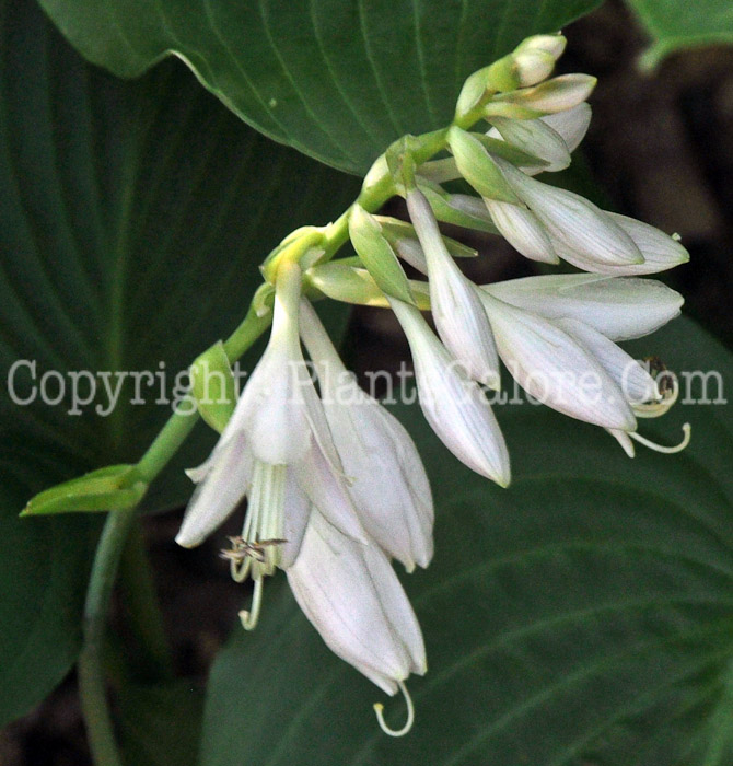 Hosta_Green_Platter-HLG-2011-07