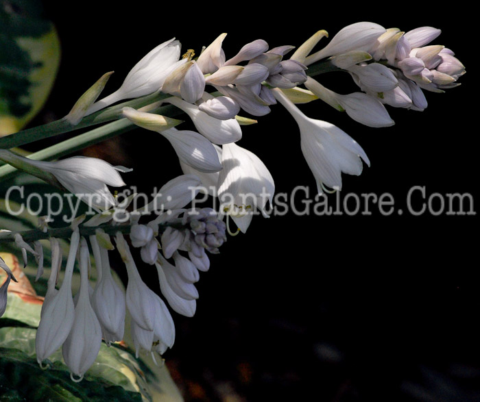 Hosta_Lakeside_Rhapsody-MSU-2011-002