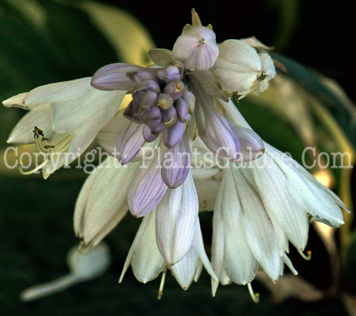 Hosta_Lakeside_Rhapsody-MSU-2011-7-002