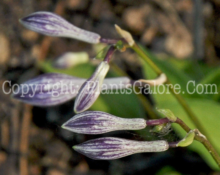 Hosta_Little_Fellow-HLG-2011-01