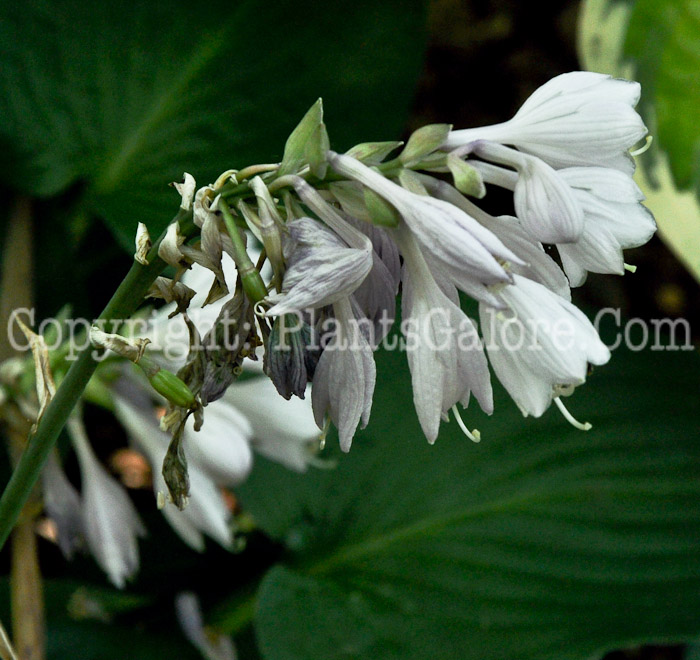 Hosta_Mary_Joe-HLG-2011-07_1