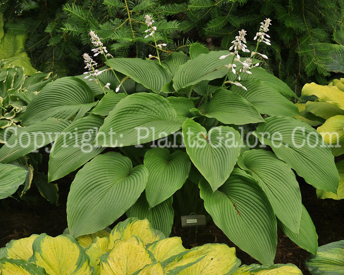 Hosta_Mikado_AHS-6-24-2011-001