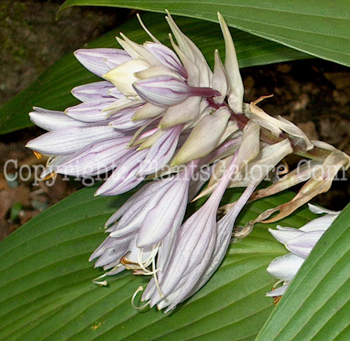 Hosta_Mikaewa_No_Yuki_Large_flower