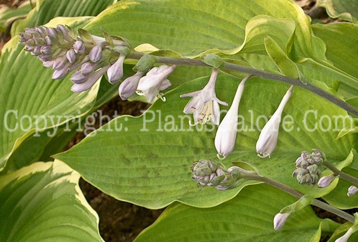 Hosta_My_Cup_of_Tea-Flower-2009