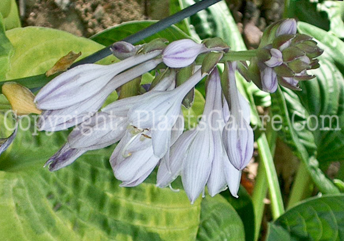 Hosta_Nickelodeon-flower-Schmidt-2009