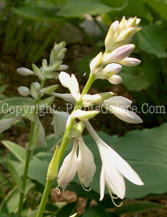 Hosta_Permanent_Wave-flower-2009