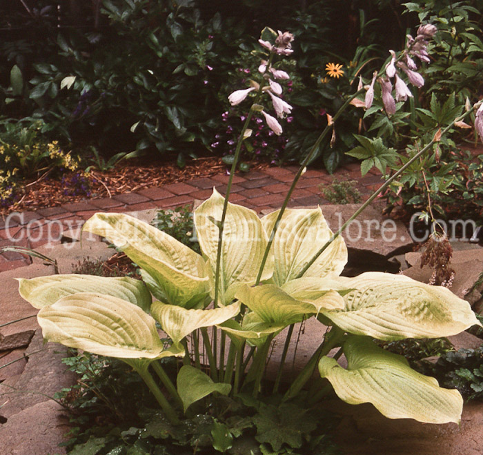 Hosta_Sum_and_Substance-wildwood-1