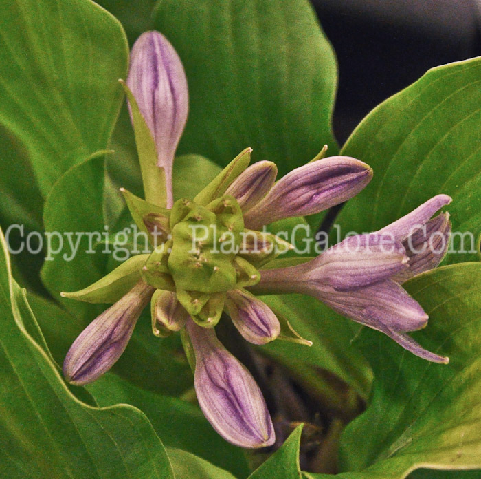 Hosta_Coconut_Custard_0612-1