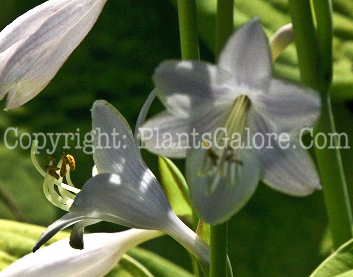 Hosta_Indiana_Knight-HLG-2011-07