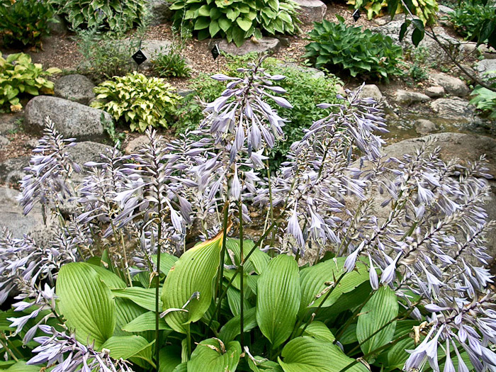 Hosta_Kikutti-capu-avis-flowers-1-2009