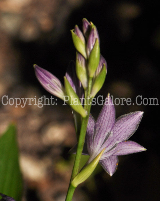 Hosta_Kirshima_2010_HLG