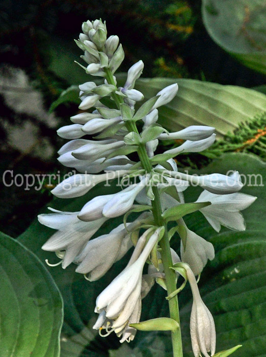 Hosta_Blue_Angel-HLG-2011-07