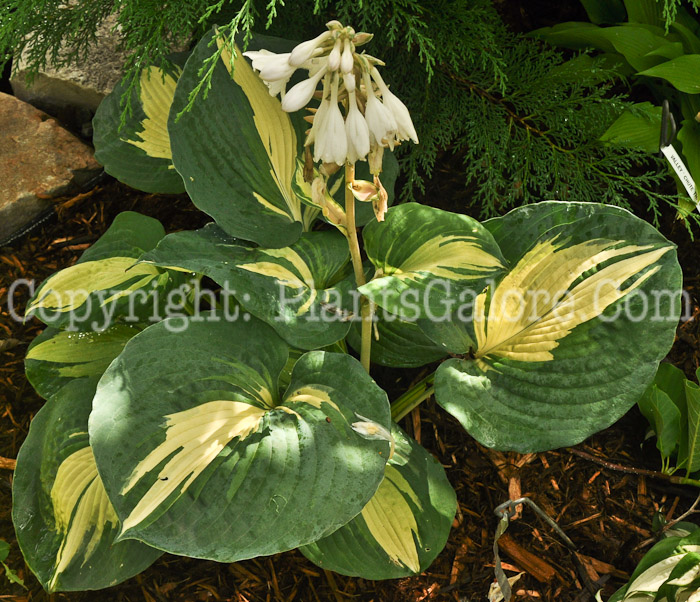 Hosta_Dream-Weaver-009-2010-AHS