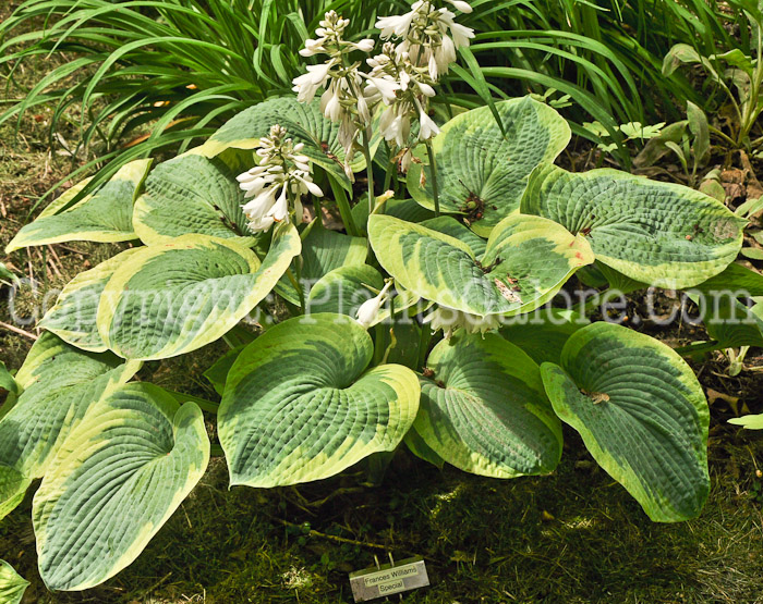 Hosta_Frances-Williams-Special-2010-AHS