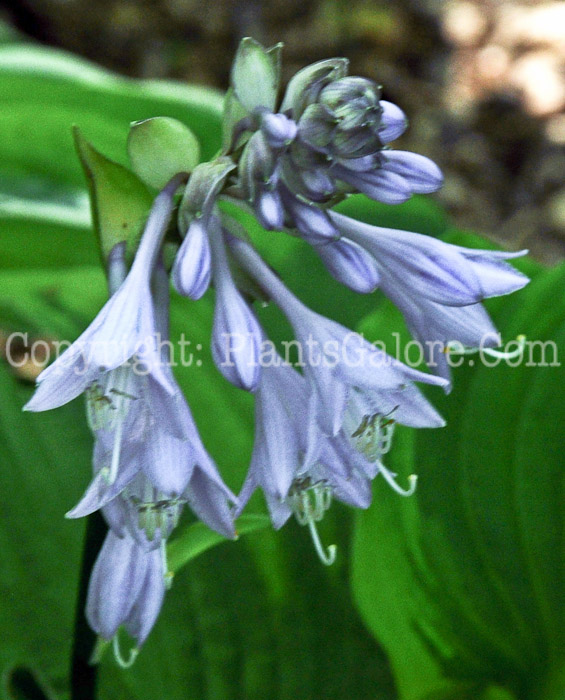 Hosta_Millies_Memoirs-HLG-2011-07