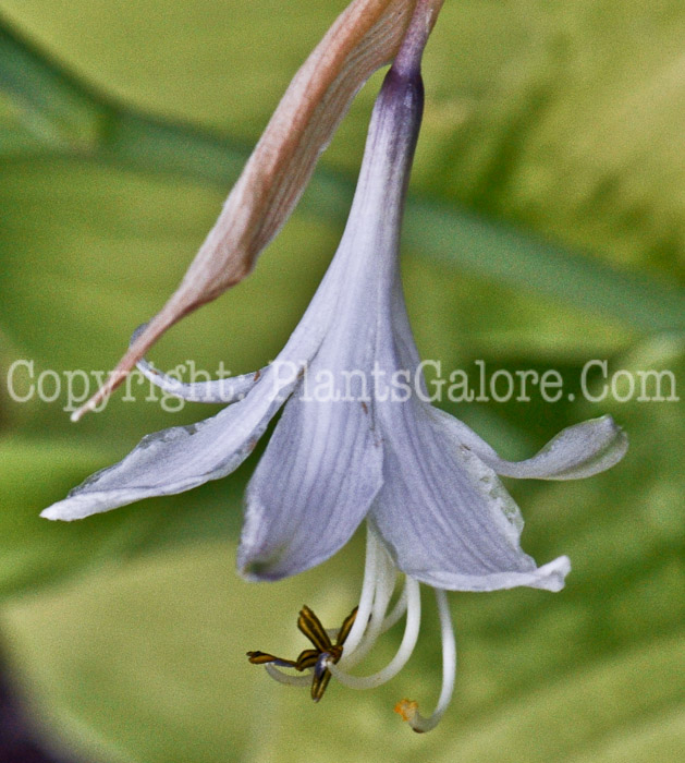 Hosta_Moon_Waves-06-12-1