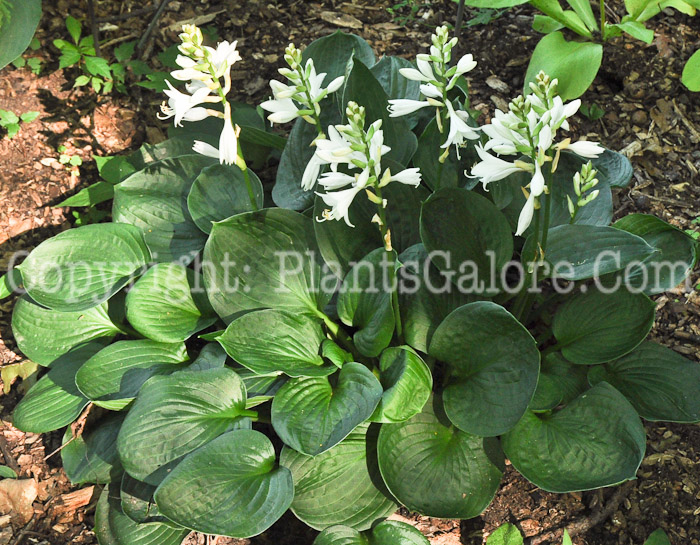 Hosta_Lakeside_Lollipop-HLG-2011-07