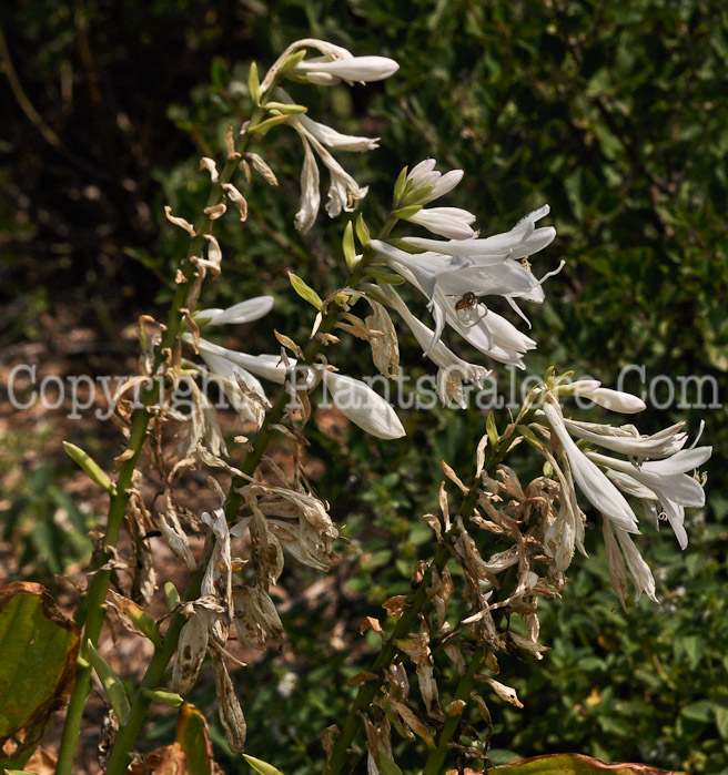 Hosta_Royal_Standard-912 (1 of 5)