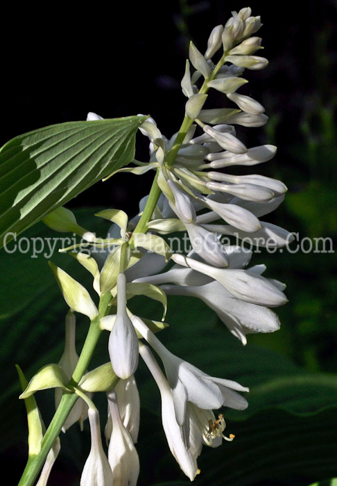 Hosta_Chartreuse_Wiggles-HLG-2011-07